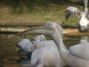 2011040701152175_k-Zoo 221.jpg
